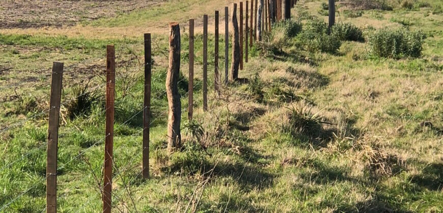 3 LOTES DE 10 HECTÁREAS